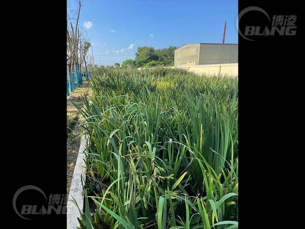 白甸污水厂生态安全缓冲区项目